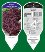 piante ornamentali: perenni, graminacee, erbe aromatiche, felci 20