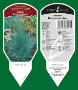 piante ornamentali: perenni, graminacee, erbe aromatiche, felci 24